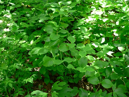 {Lonicera dioica}